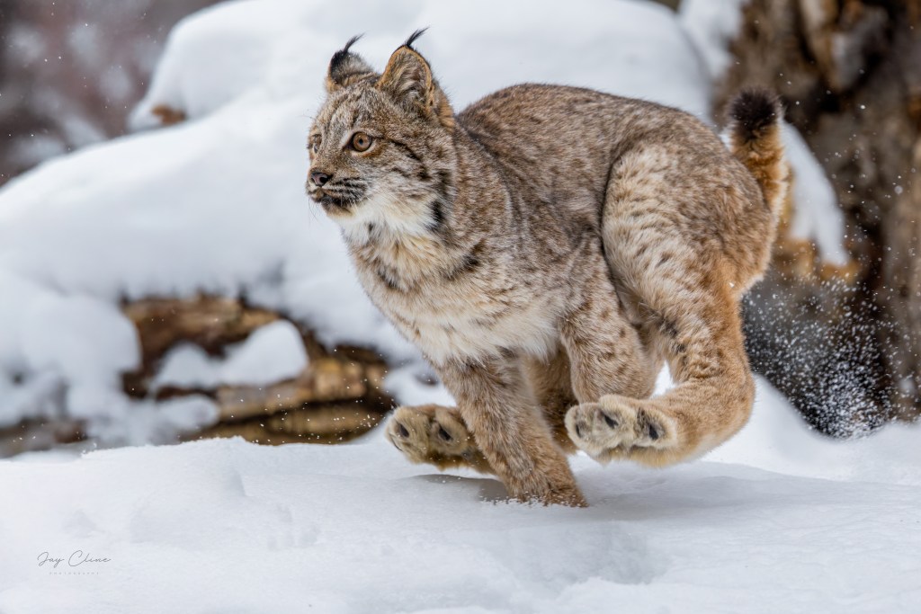 Canada Lynx