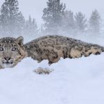 Winter Special Photo Event