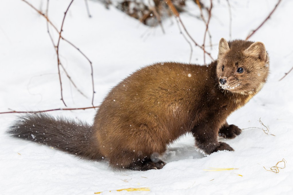 Pine Marten