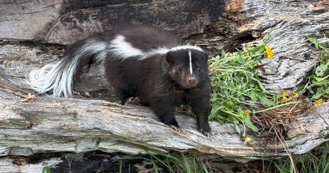 Skunk