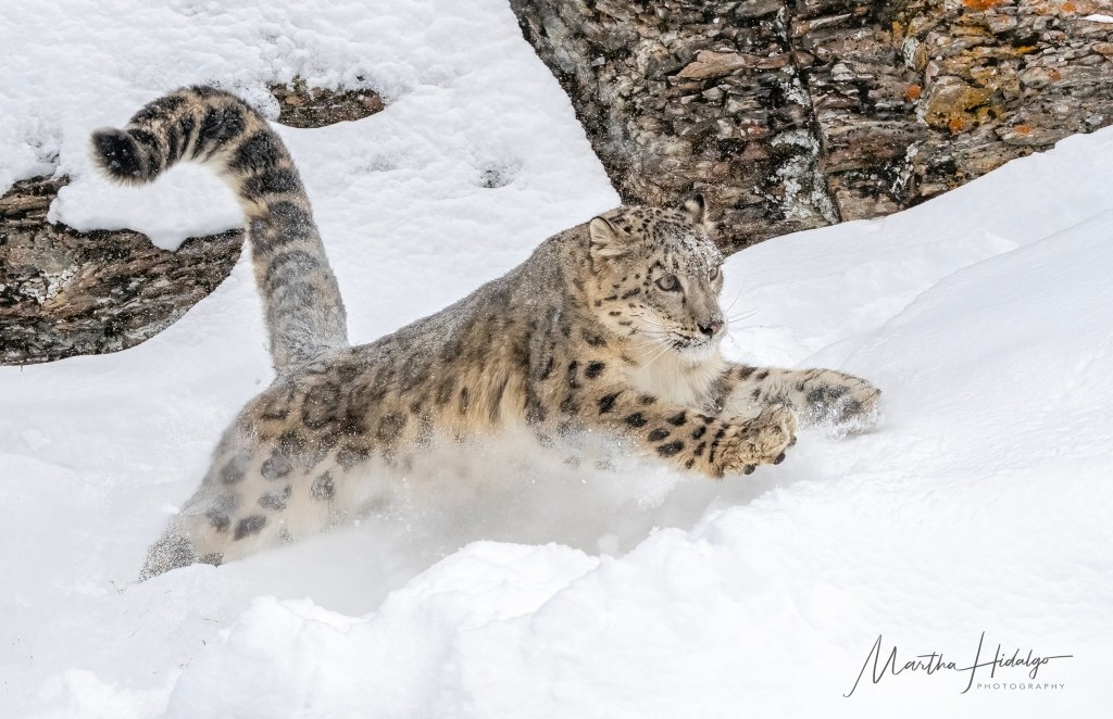Snow Leopard