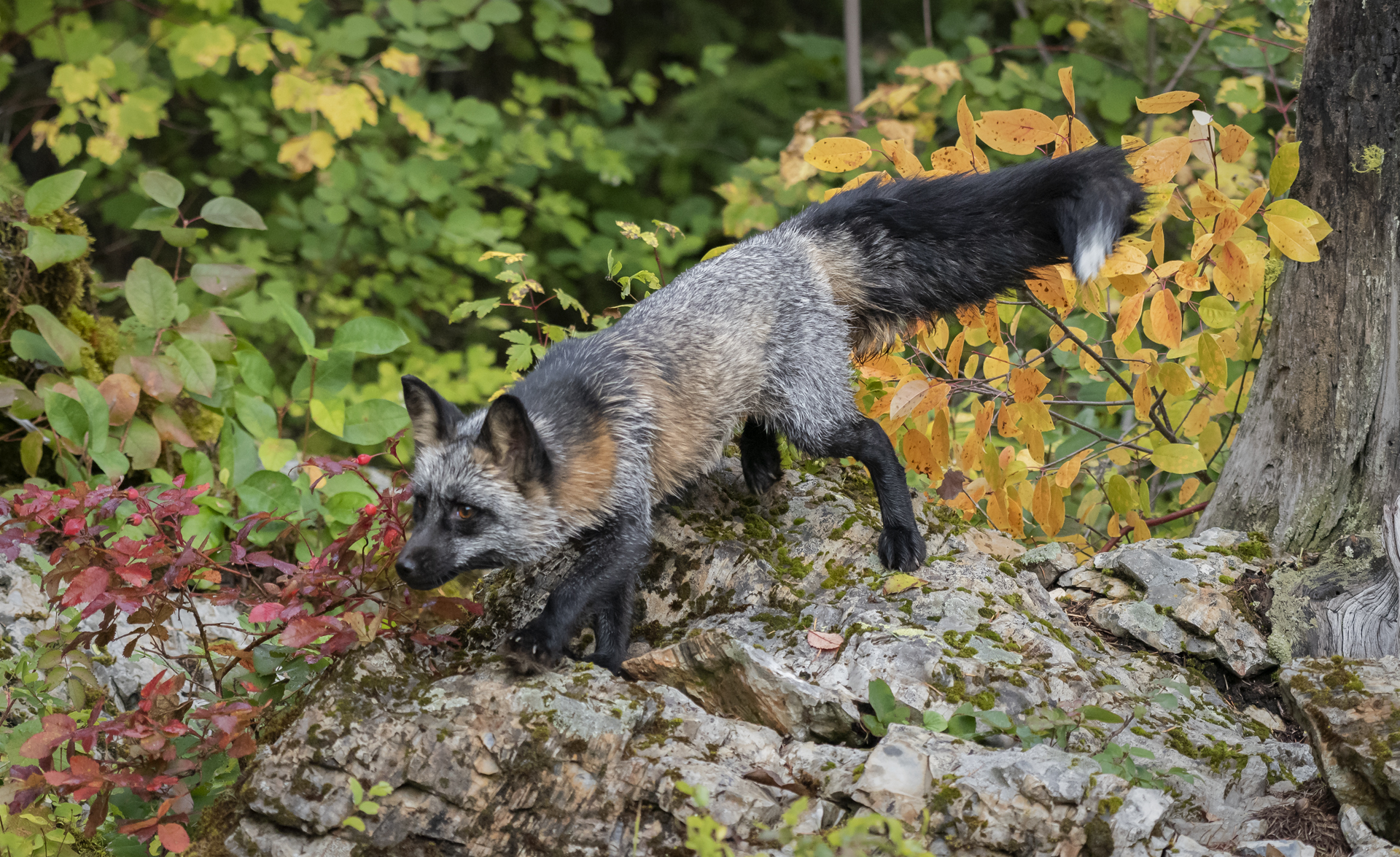 A short-tailed fox, perhaps of the species, appears to be traversing a bedrock cliff isthmus among red and yellow sculpted...