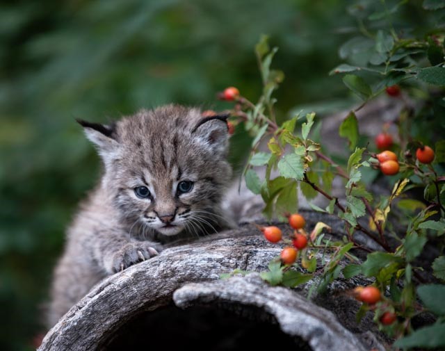The alt text for the image reads: "A small bobcat kitten is sitting on top of a piece of wood with red berries and green l...
