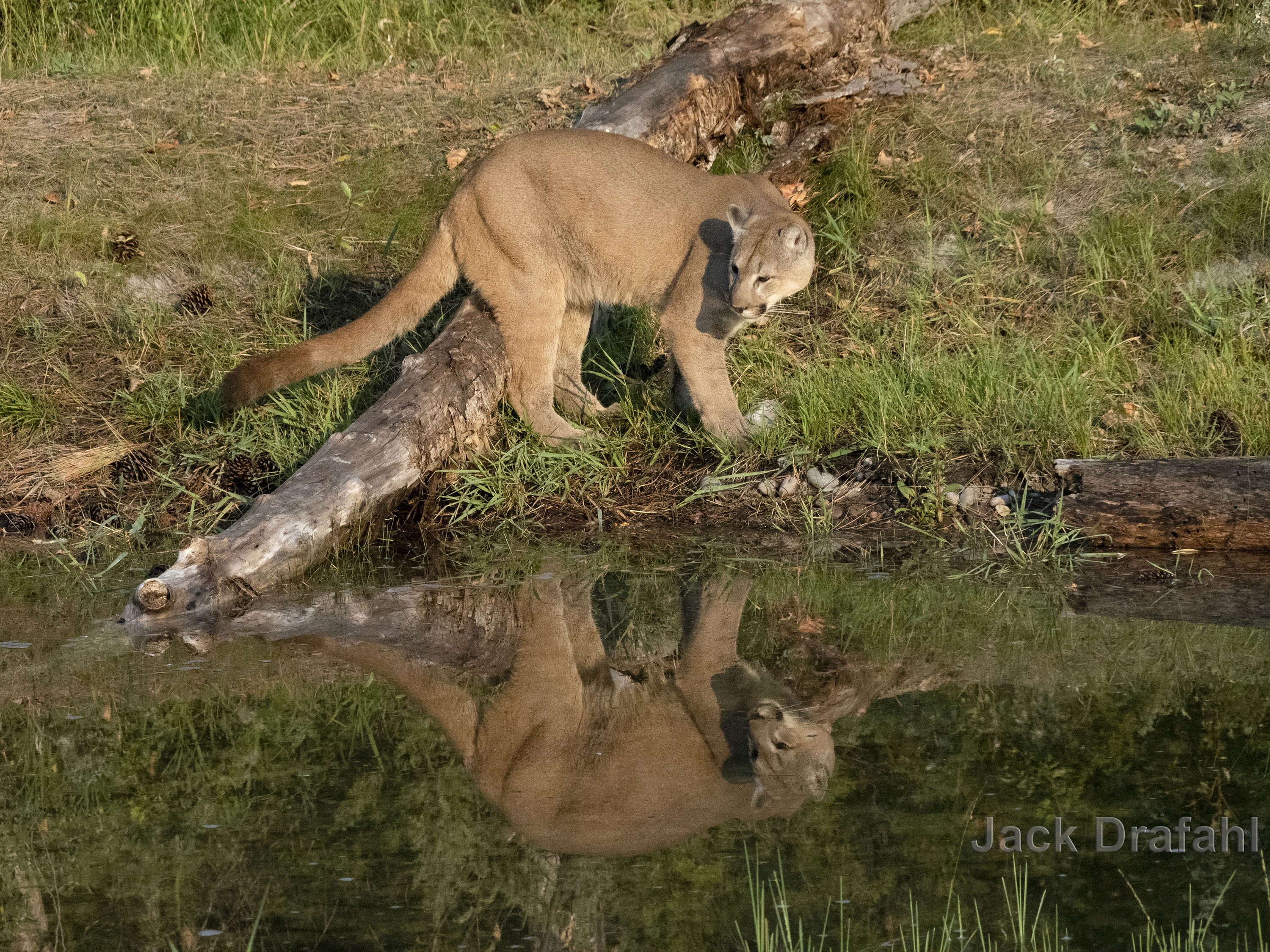 A light brown cougar leaves a faint shadow. A partially submerged tree trunk serves as a bridge between the grassy bank an...