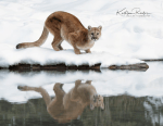 Wildlife & Raptors in Winter Photo Workshop