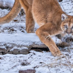 Fall Foxes & Felines Photo Workshop