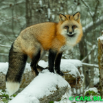 February’s Fantastic Foto’s